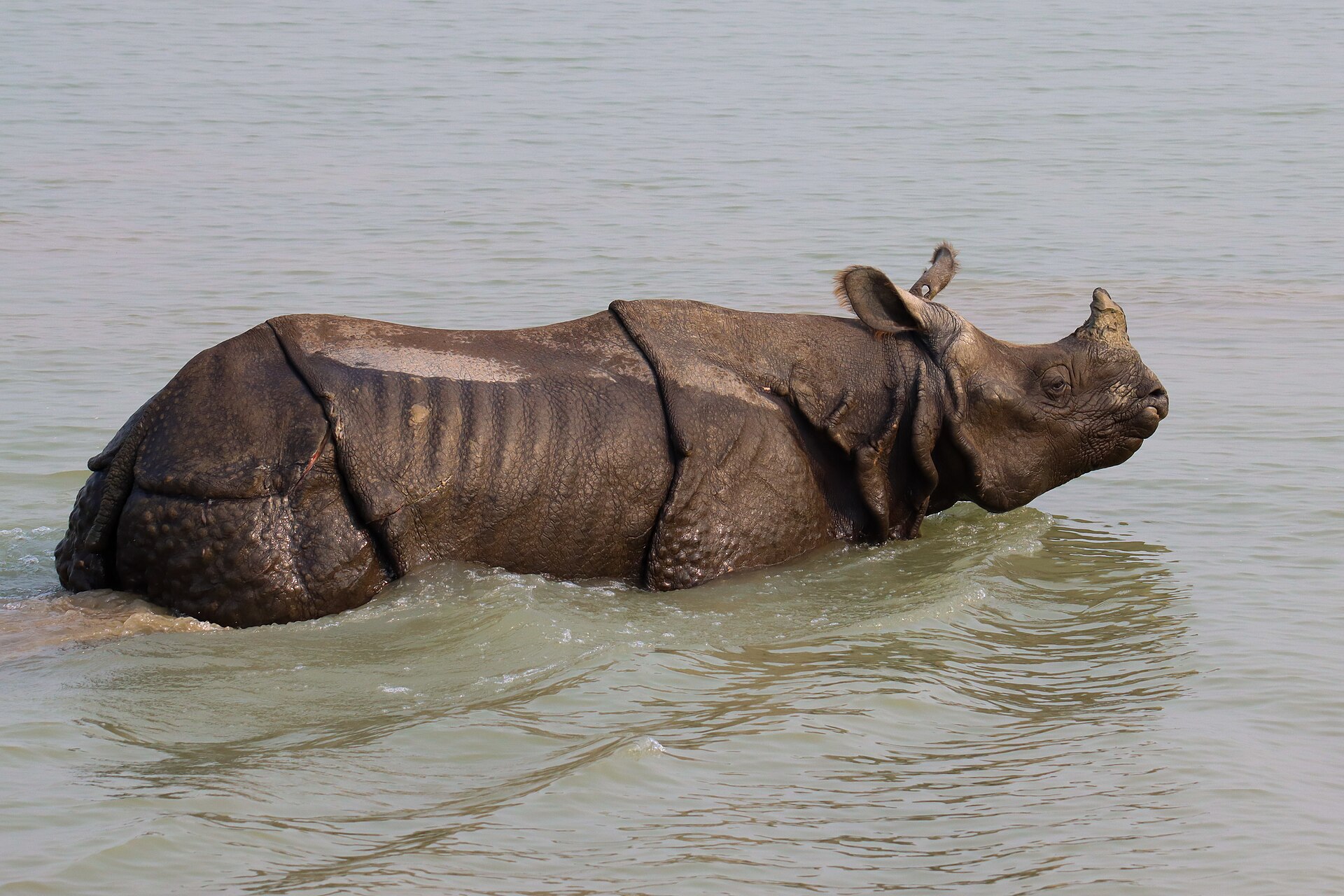 Bardiya National Park — Nepal