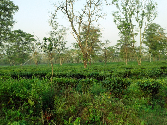 Ilam — Nepal