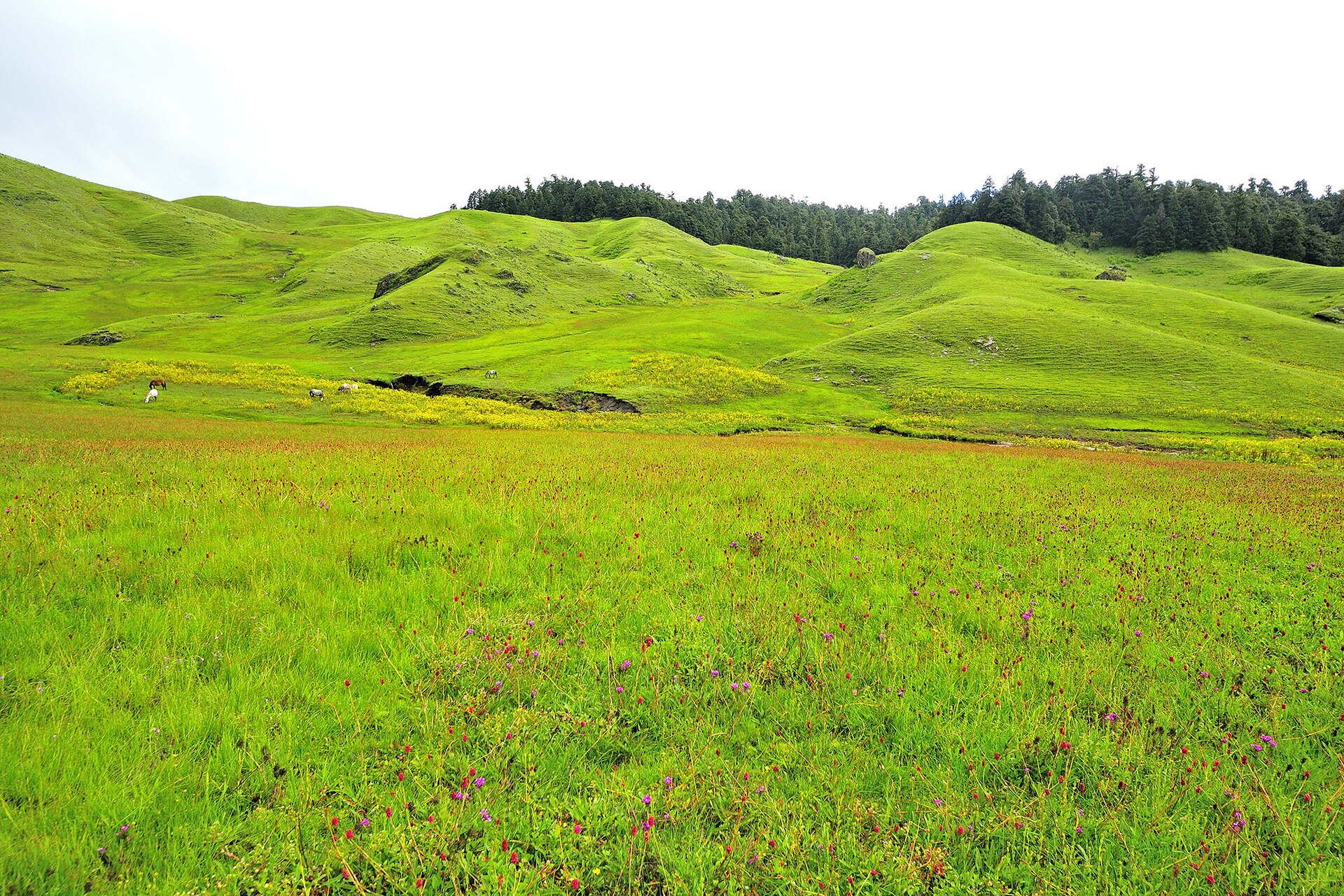 Khaptad National Park — Nepal