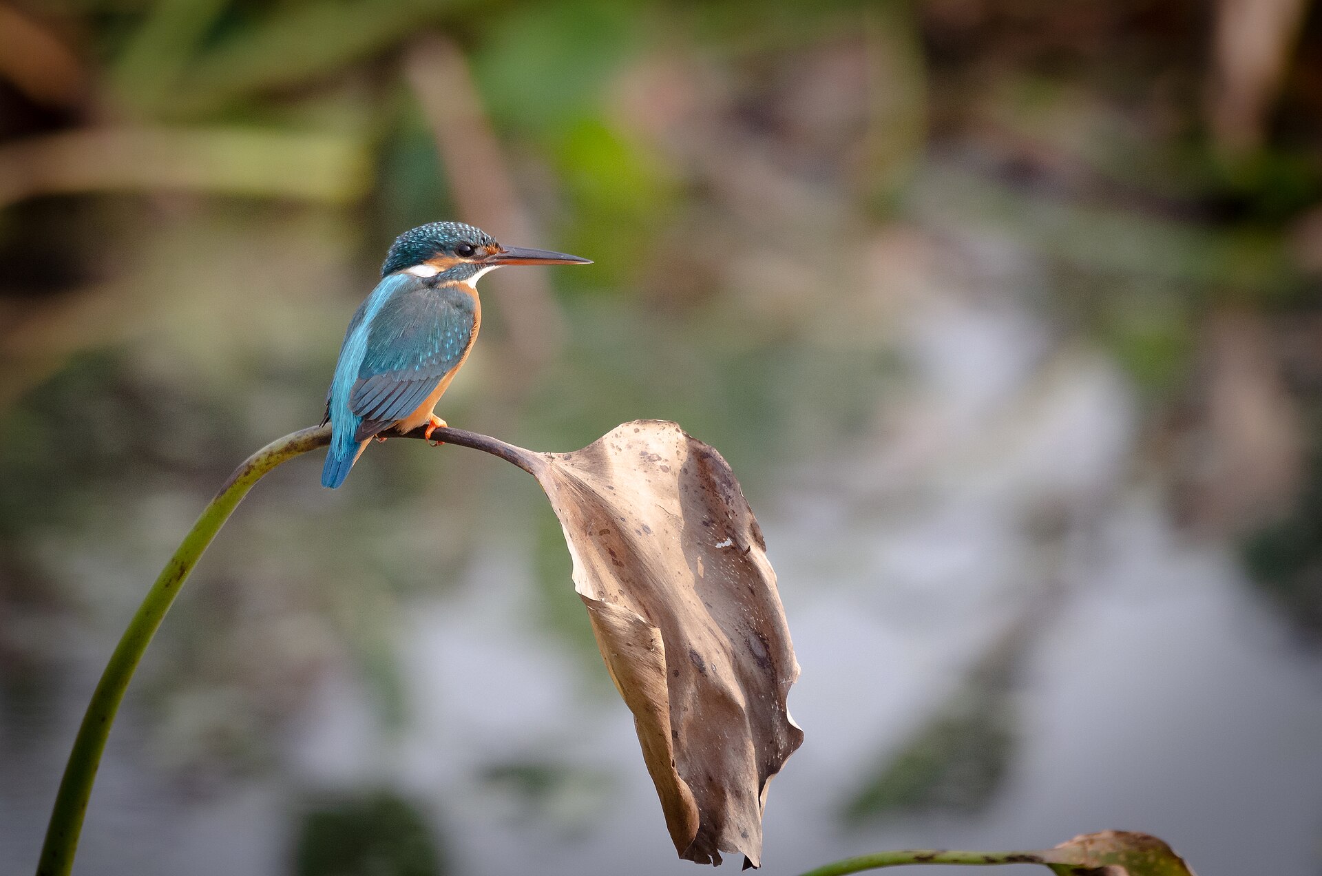 Koshi Tappu Wildlife Reserve — Nepal